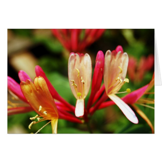 Honeysuckle Card (Front Horizontal)