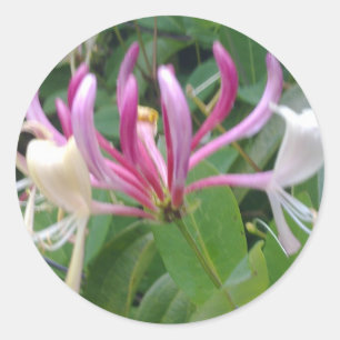 Honeysuckle Flower Sticker