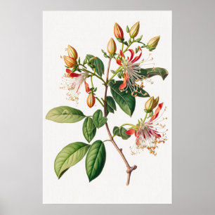 Honeysuckle Flowers Art Print Poster