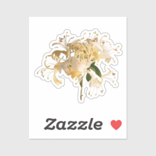 Honeysuckle Flowers \ June Birth flower