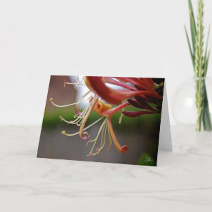 Honeysuckle [Greeting Card] Card