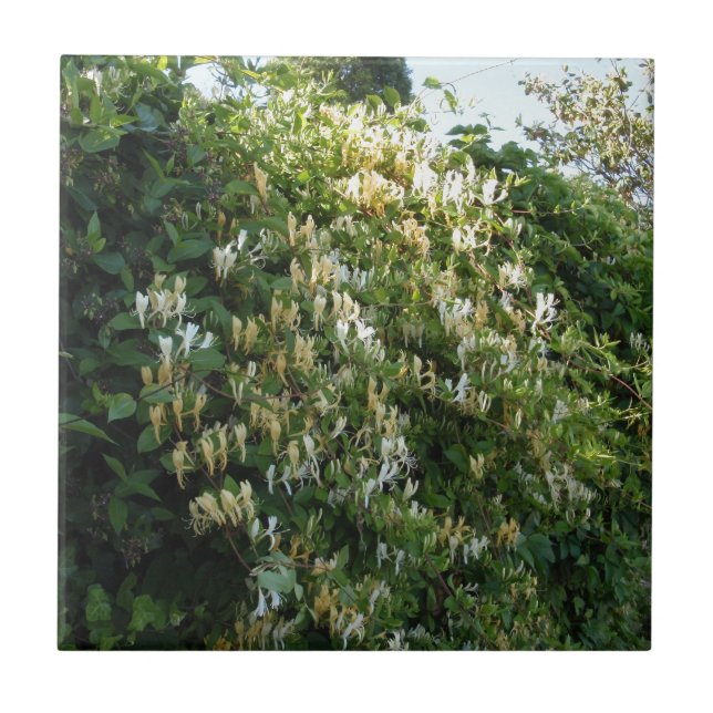 Honeysuckle On A Wall Tile (Front)