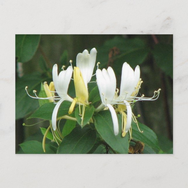 Honeysuckle Postcard (Front)