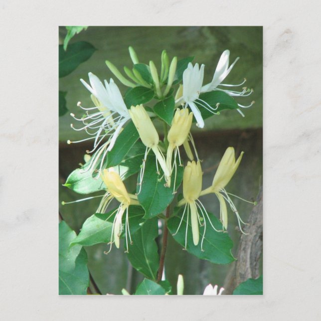 Honeysuckle Postcard (Front)
