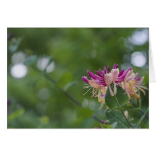Honeysuckle Touch