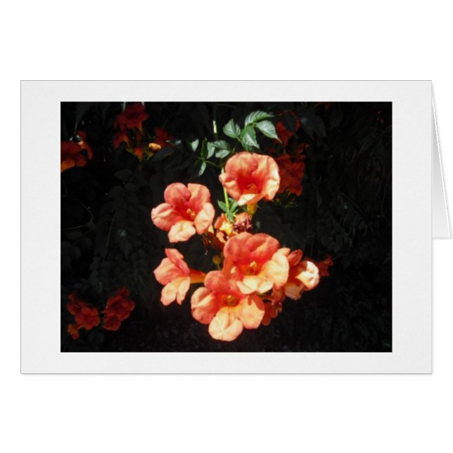 Honeysuckle Trumpets Blank Card (Front Horizontal)
