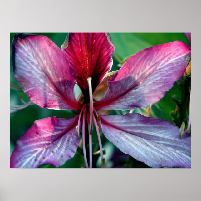 Hong Kong Orchid Tree flower Poster (Front)