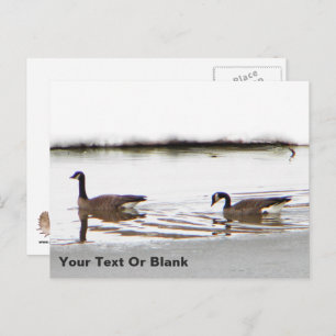 Honkers - Canada Geese Postcard