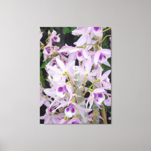 Honohono Orchids Canvas Print