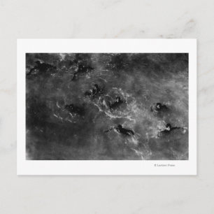 Honolulu, HA - Diving Boys Near Honolulu Harbour Postcard