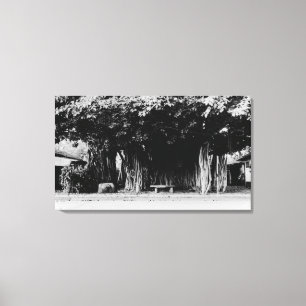 Honolulu, Hawaii - The Sausage Tree Canvas Print