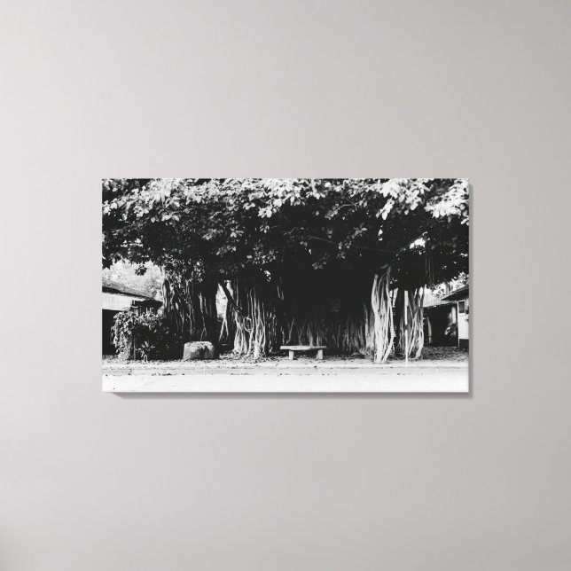 Honolulu, Hawaii - The Sausage Tree Canvas Print (Front)