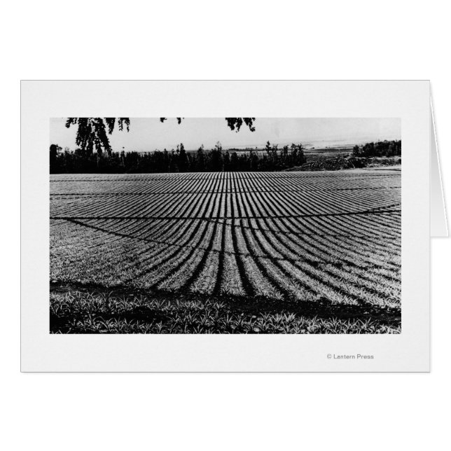 Honolulu, Hawaii - View of Pineapple Fields (Front Horizontal)