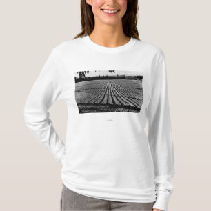Honolulu, Hawaii - View of Pineapple Fields T-Shirt