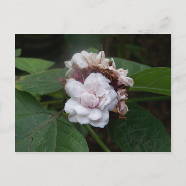 Honolulu Rose Postcard (Front)