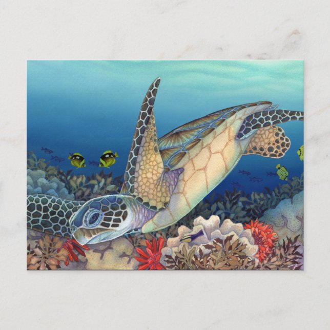 Honu (Green Sea Turtle) Postcard (Front)