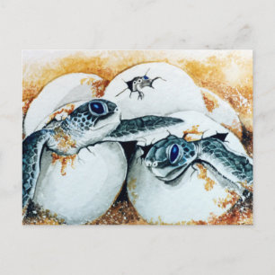 Honu Hatchling Eggs (Green Sea Turtle) Postcard