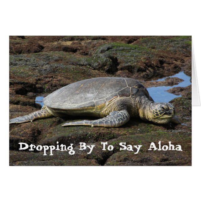 Honu Resting on the Warm Rocks (Front Horizontal)
