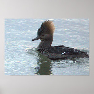 Hooded Merganser Duck Poster