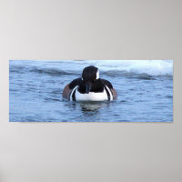 Hooded Merganser Duck Poster