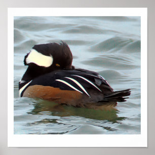 Hooded Merganser Duck Poster