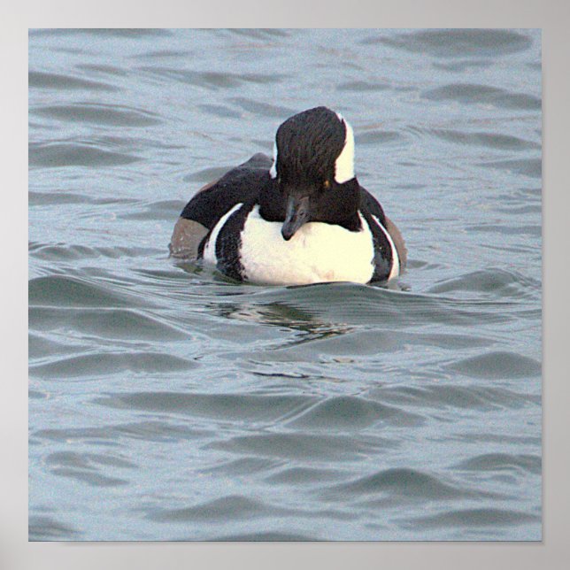 Hooded Merganser Duck Poster (Front)