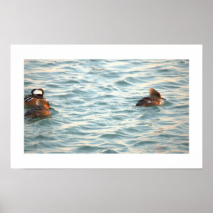 Hooded Merganser Ducks Poster