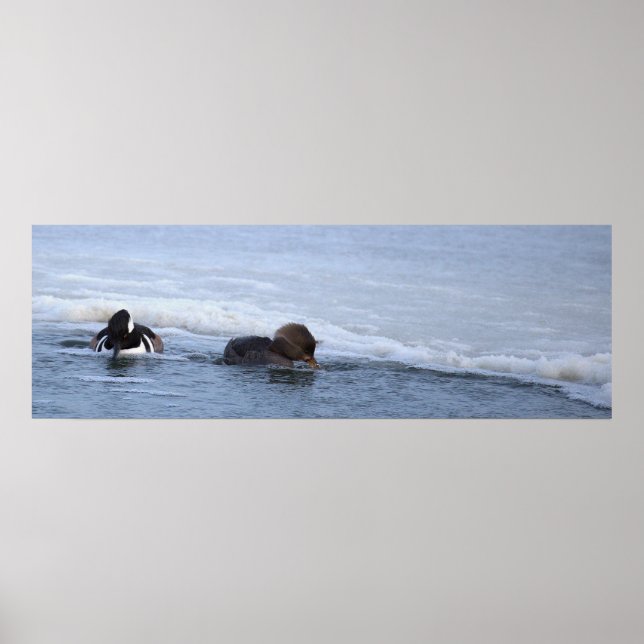 Hooded Merganser Ducks Poster (Front)