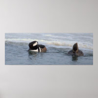 Hooded Merganser Ducks Poster