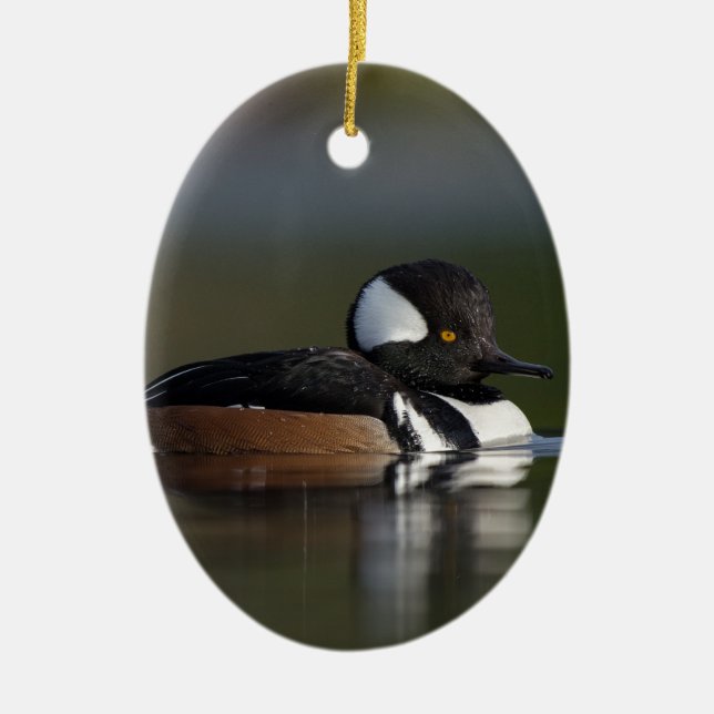 Hooded Merganser in evening light Ceramic Tree Decoration (Front)