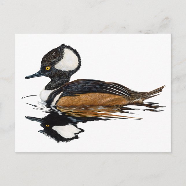 Hooded Merganser Postcard (Front)