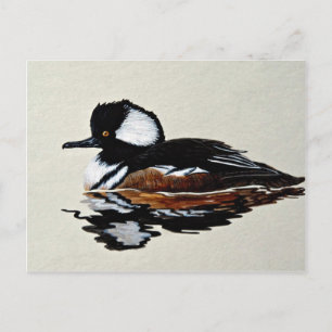 Hooded merganser postcard