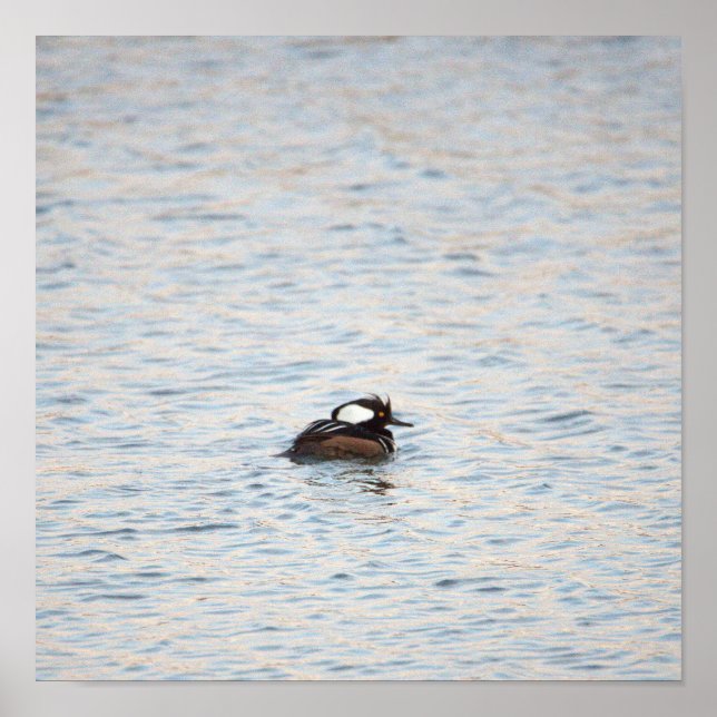 Hooded Merganser Poster (Front)