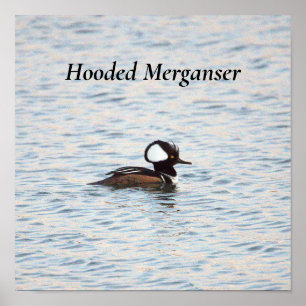 Hooded Merganser Poster
