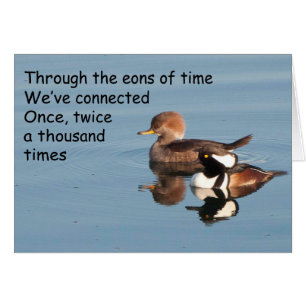 Hooded Mergansers Together - Frameable Art Card