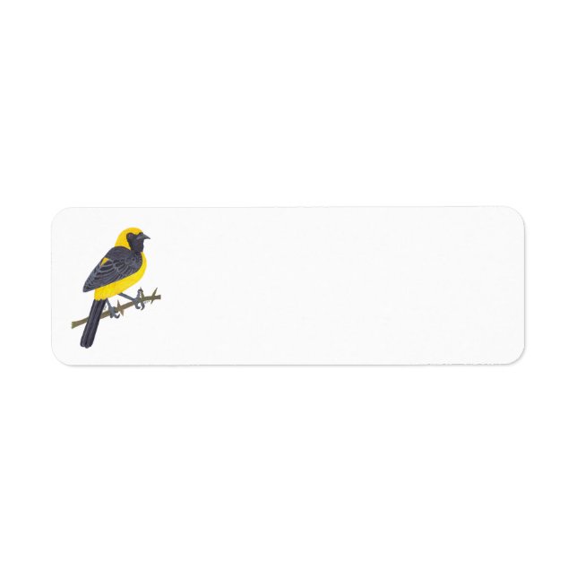 HOODED ORIOLE  (Front)