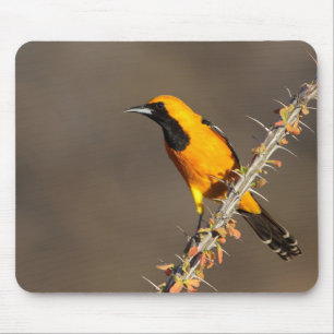 Hooded Oriole on a branch Mouse Pad