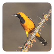 Hooded Oriole on a branch