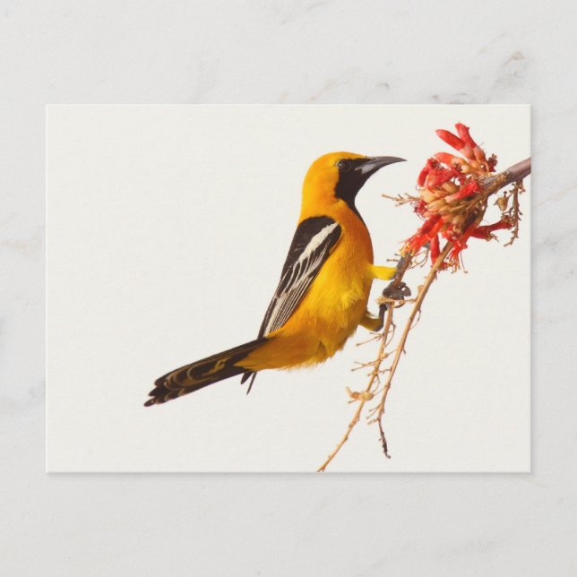 Hooded Oriole Postcard (Front)