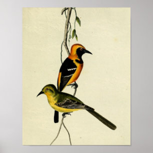 Hooded Oriole Poster