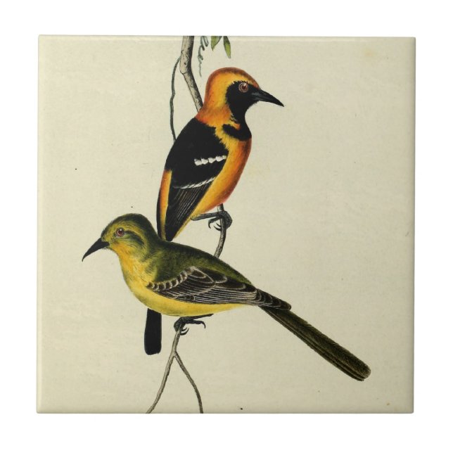 Hooded Oriole Tile (Front)