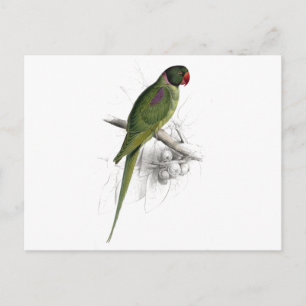 Hooded Parrakeet by Edward Lear Postcard