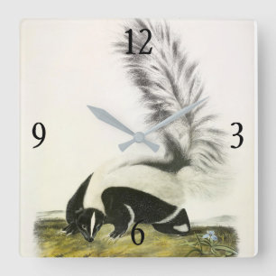 Hooded Skunk or Large-tailed Skunk from Audubon Square Wall Clock