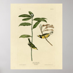 Hooded Warbler from Audubon's Birds of America Poster