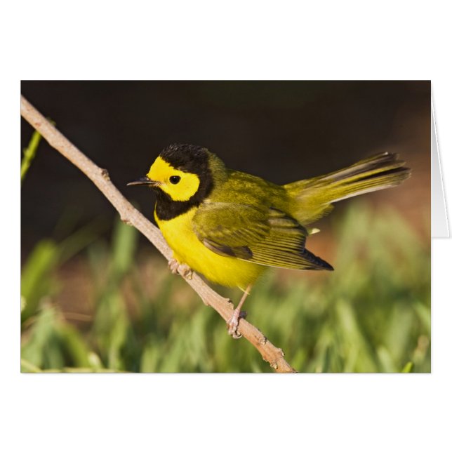Hooded Warbler Wilsonia citrina) (Front Horizontal)