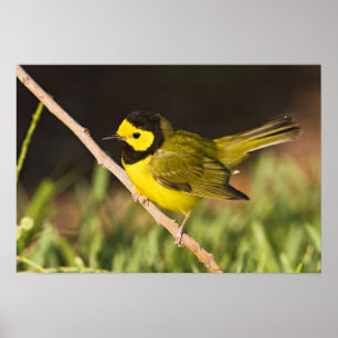 Hooded Warbler Wilsonia citrina) Poster