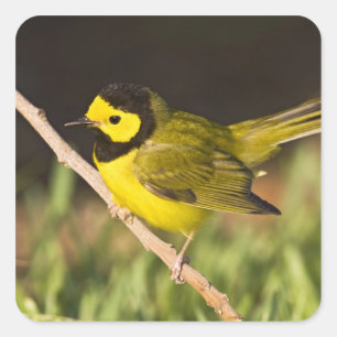 Hooded Warbler Wilsonia citrina) Square Sticker