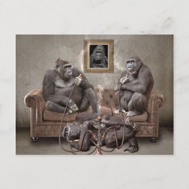 Hookah Smoking Apes Post Card (Front)