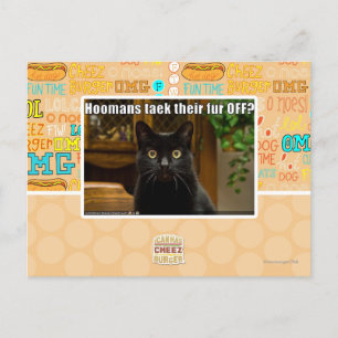 Hoomans Taek There fur OFF? Postcard