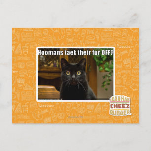 Hoomans Taek There fur OFF? Postcard
